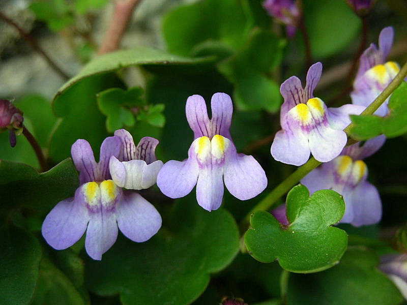 Cymbalaria muralis / Ciombolino comune